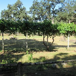 Cheetah Exhibit (background) + African Spurred Tortoise Exhibit (foreground)
