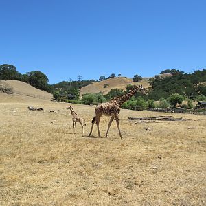 Safari Tour - 8 Week-Old Giraffe and 18-Month Old Giraffe