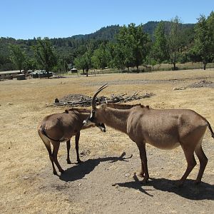Safari Tour - Roan Antelope