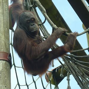 Bornean Orangutan, Jin. July 2017