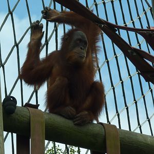 Sumatran Orangutan, Silvestre. July 2017