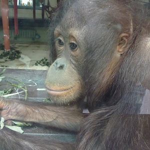 Bornean Orangutan, Awan. July 2017