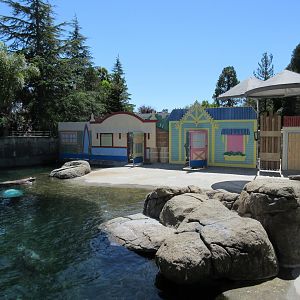 Seal Cove (Harbour Seals and a single California Sea Lion)