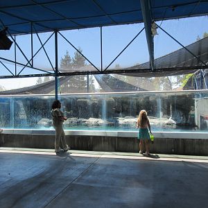 Jocko's Walrus Experience