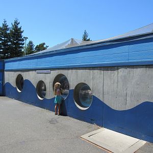 Jocko's Walrus Experience