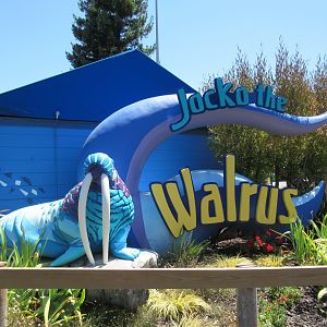 Jocko's Walrus Experience