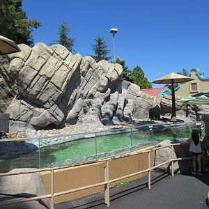 Penguin Passage (African Penguins)