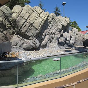 Penguin Passage (African Penguins)