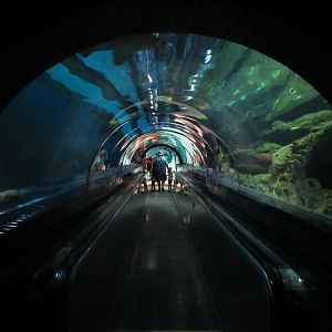 Shark Experience - Tunnel