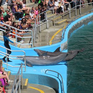 Dolphin Stadium - Drench!