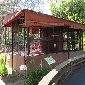 Von Der Decken's Hornbill Aviary