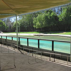 Tiger Island - Underwater Viewing Area