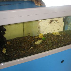 Fiskeriets Hus - Guppy tank