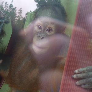 Bornean Orangutan, Mimi/Loren. July 2017