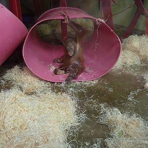 Bornean Orangutan, Mimi/Loren. July 2017