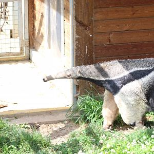 Giant Anteater