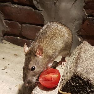 Brown rat