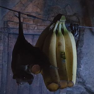 Egyptian fruit bat