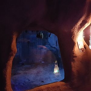 Enclosure Egyptian fruit bat