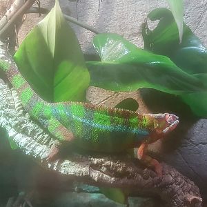 Panther chameleon