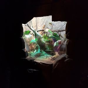 Enclosure Panther chameleon