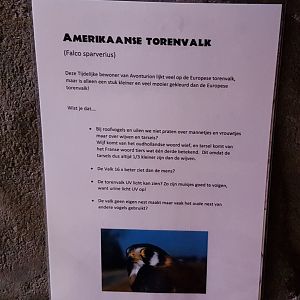 Sign American kestrel