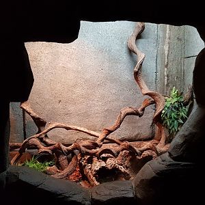 Enclosure Lesser hedghog tenrec