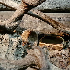 Lesser hedgehog tenrec