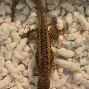 Leiocephalus schreiberi