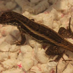 Leiocephalus personatus