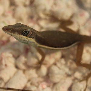 Anolis hendersoni