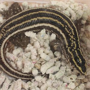 Zonosaurus quadrilineatus