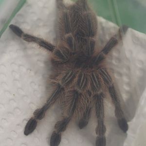Grammostola cala
