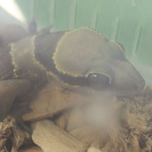 Hemidactylus kyaboboensis