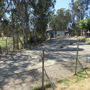 Reticulated Giraffe Exhibit