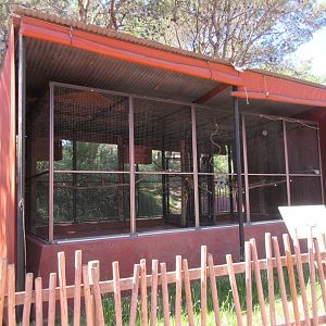 Orange-Winged Amazon Parrot Exhibit