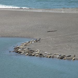 Harbour Seals? Northern Elephant Seals? (about 80+ pinnipeds)