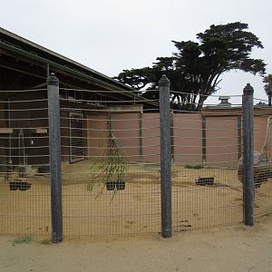 African Savanna - Ostrich Side Yard