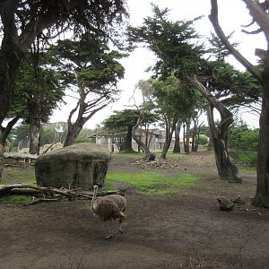 African Savanna (look at those mature trees!)