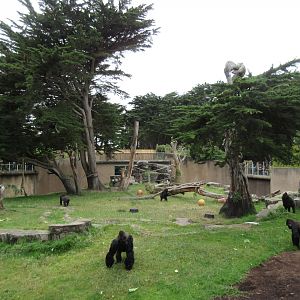 Gorilla Preserve (morning feeding time)