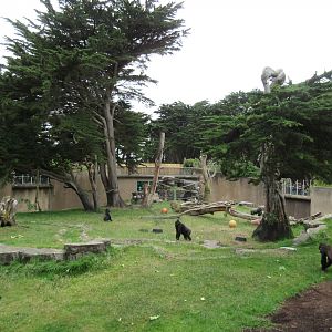Gorilla Preserve (morning feeding time)