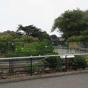 Primate Discovery Center - Mandrill Exhibit