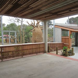 Coquerel's Sifaka Exhibit (New in 2016)