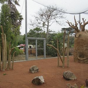 Coquerel's Sifaka Exhibit (New in 2016)