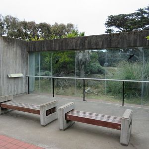 Primate Discovery Center - Patas Monkey Exhibit