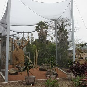 Coquerel's Sifaka Exhibit (New in 2016)