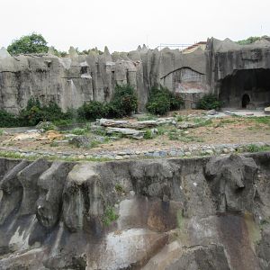 African Lion Exhibit