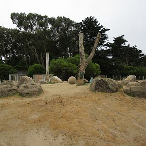 Black Rhino Exhibit (only a portion of entire enclosure)