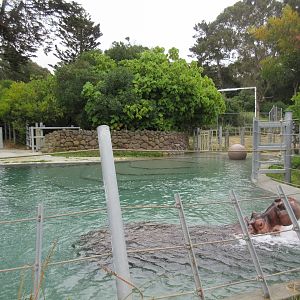 Nile Hippo Pool