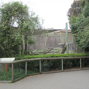 Snow Leopard Exhibit